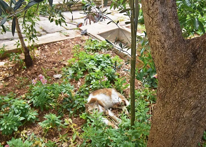 Mediterranea - Medulin